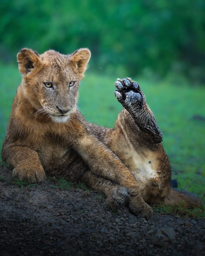 Stunning Wildlife Photography By Alexandra That Brings Us Closer To Nature (40 Pics)-Interview