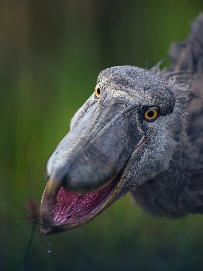 Stunning Wildlife Photography By Alexandra That Brings Us Closer To Nature (40 Pics)-Interview