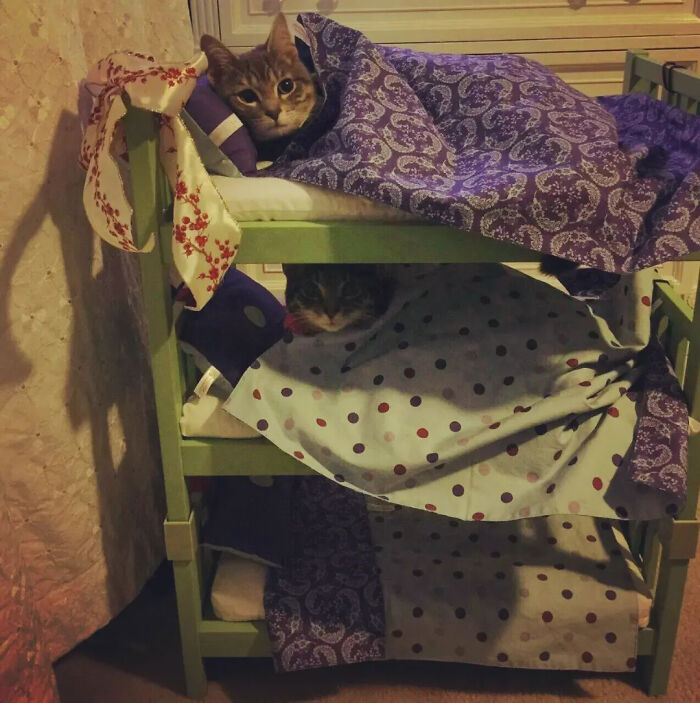 This Instagram Page Shares Random Cat Photos That Will Convince You To Get One (51 Pics)
