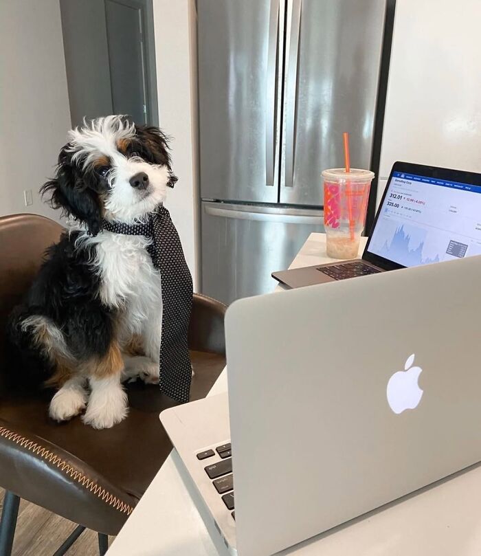 Dogs Working From Home Are Way More Productive (And Way Cuter) Than Us, And These Photos Prove It (51 Pics)