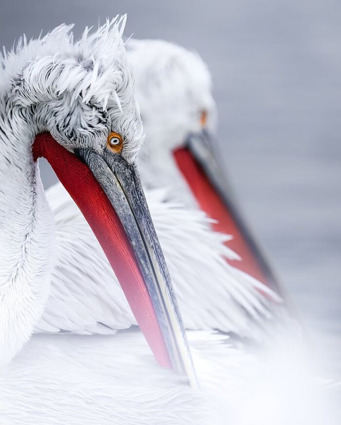 Stunning Wildlife Photography By Alexandra That Brings Us Closer To Nature (40 Pics)-Interview