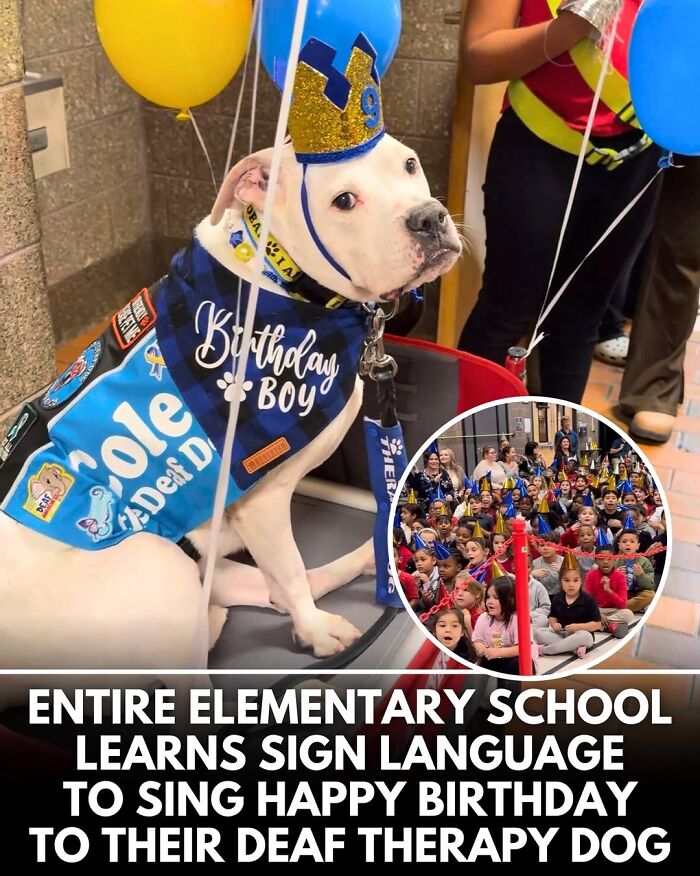 This Instagram Page Shares Incredible Dog Stories That Prove Dogs Truly Make The World A Better Place (50 Pics)