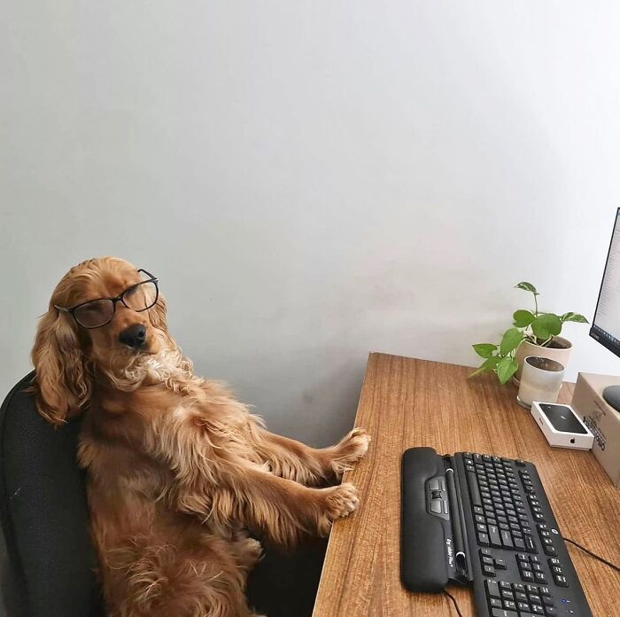 Dogs Working From Home Are Way More Productive (And Way Cuter) Than Us, And These Photos Prove It (51 Pics)