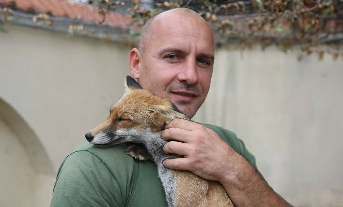 Man gently holding a rescued fox, showcasing animals saved from awful conditions given a second chance in life