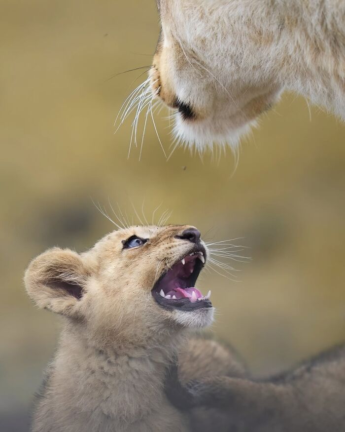 Stunning Wildlife Photography By Alexandra That Brings Us Closer To Nature (40 Pics)-Interview