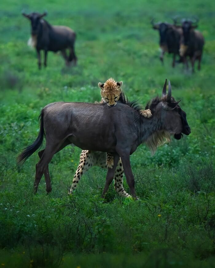 Stunning Wildlife Photography By Alexandra That Brings Us Closer To Nature (40 Pics)-Interview