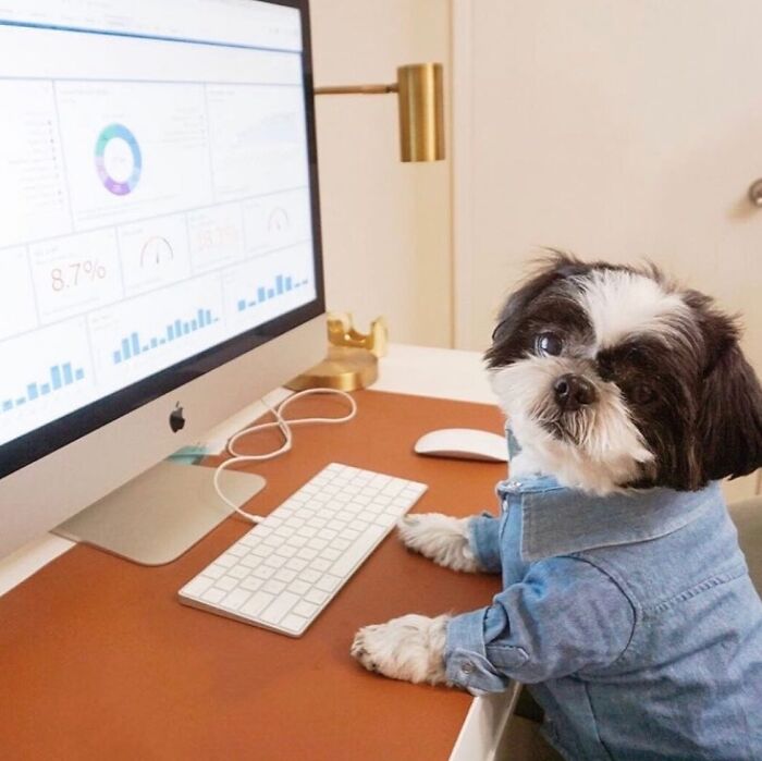 Dogs Working From Home Are Way More Productive (And Way Cuter) Than Us, And These Photos Prove It (51 Pics)