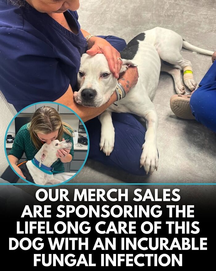 This Instagram Page Shares Incredible Dog Stories That Prove Dogs Truly Make The World A Better Place (50 Pics)