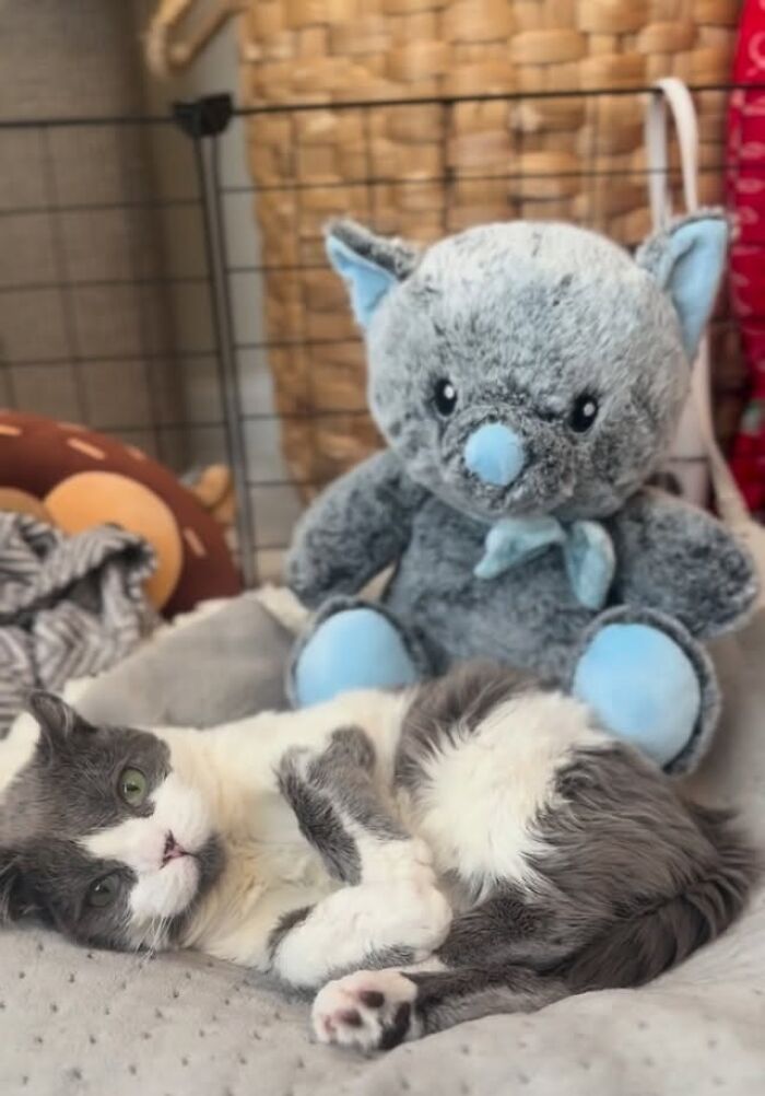 This Tiny Cat Living With A Rare Genetic Condition Was Rescued And Found His Loving Family