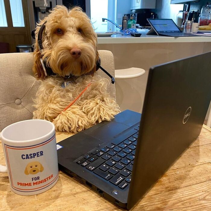 Dogs Working From Home Are Way More Productive (And Way Cuter) Than Us, And These Photos Prove It (51 Pics)