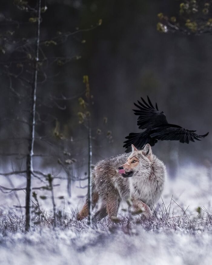 Stunning Wildlife Photography By Alexandra That Brings Us Closer To Nature (40 Pics)-Interview