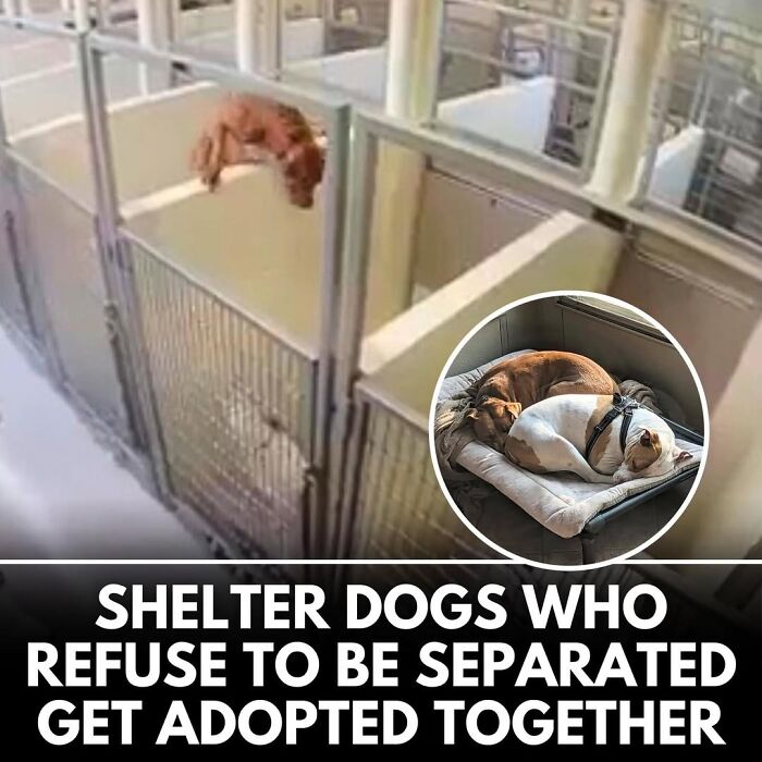 This Instagram Page Shares Incredible Dog Stories That Prove Dogs Truly Make The World A Better Place (50 Pics)