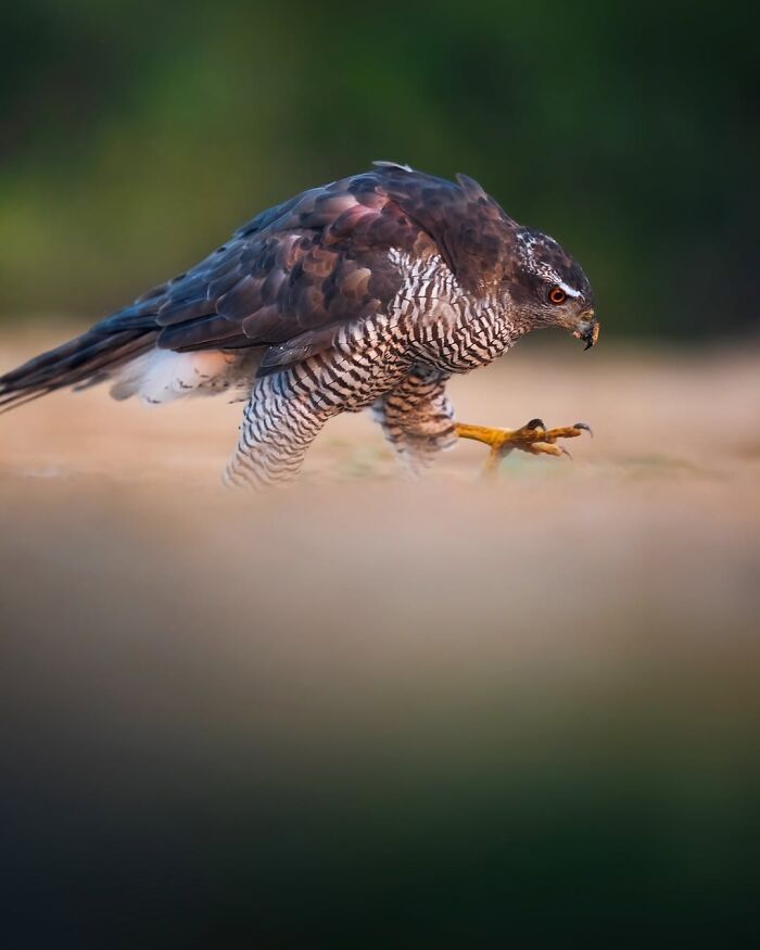 Stunning Wildlife Photography By Alexandra That Brings Us Closer To Nature (40 Pics)-Interview