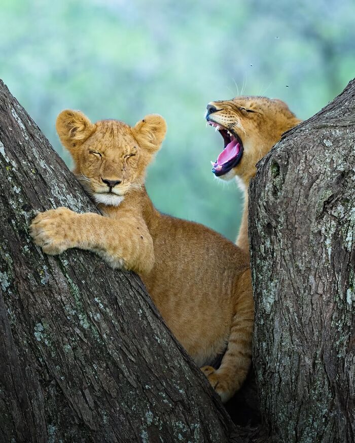 Stunning Wildlife Photography By Alexandra That Brings Us Closer To Nature (40 Pics)-Interview