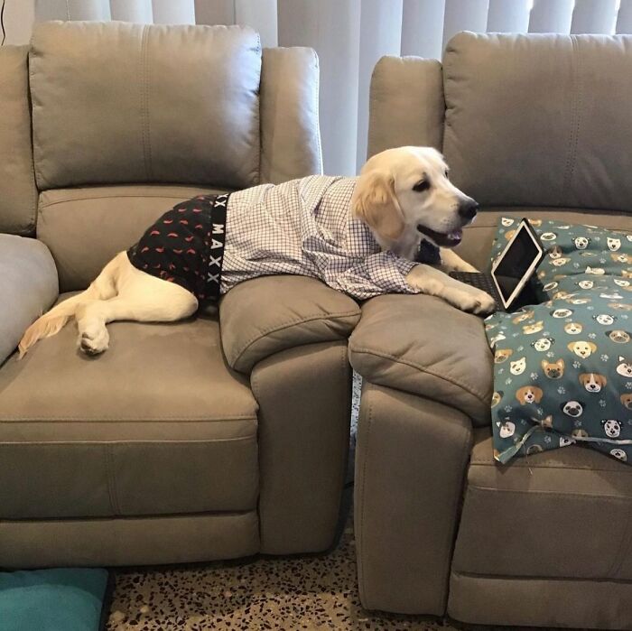 Dogs Working From Home Are Way More Productive (And Way Cuter) Than Us, And These Photos Prove It (51 Pics)