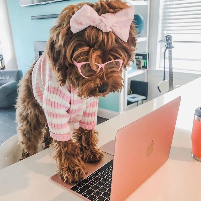 Dogs Working From Home Are Way More Productive (And Way Cuter) Than Us, And These Photos Prove It (51 Pics)