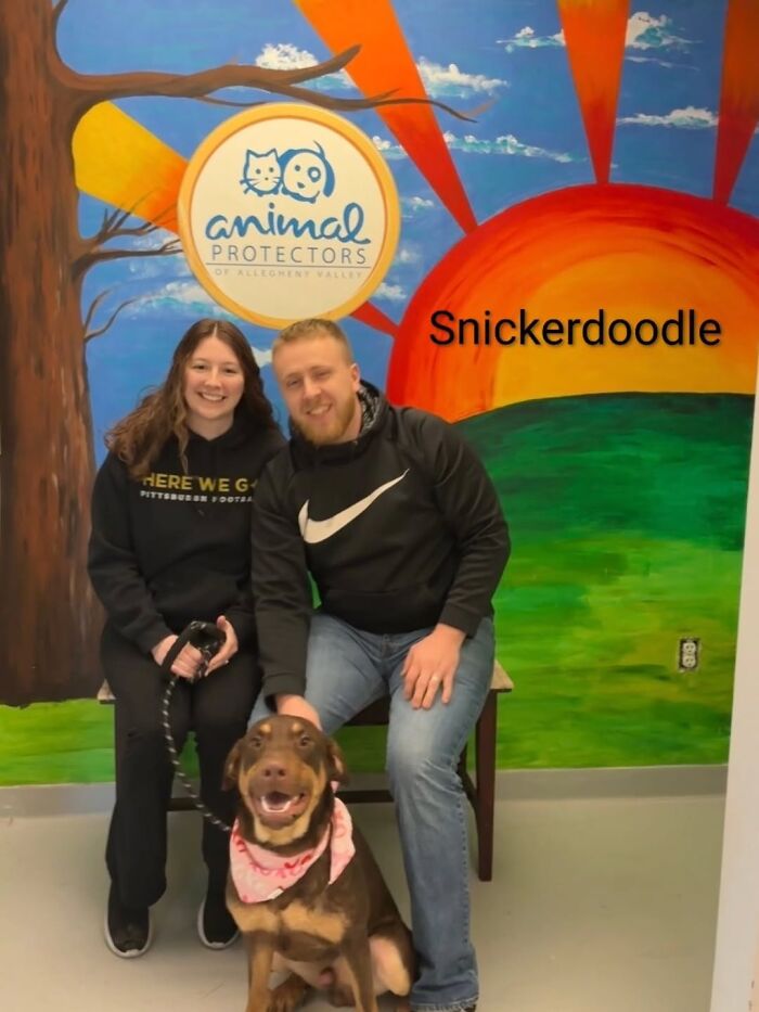 Inspired By AI, This Shelter Created An Event Where Dogs Choose Their Humans—and People Can’t Get Enough (42 Pics + 1 Video)