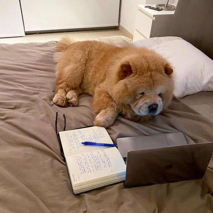 Dogs Working From Home Are Way More Productive (And Way Cuter) Than Us, And These Photos Prove It (51 Pics)