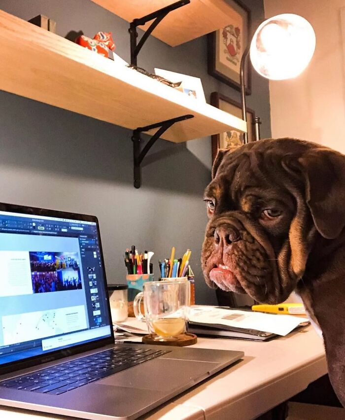 Dogs Working From Home Are Way More Productive (And Way Cuter) Than Us, And These Photos Prove It (51 Pics)