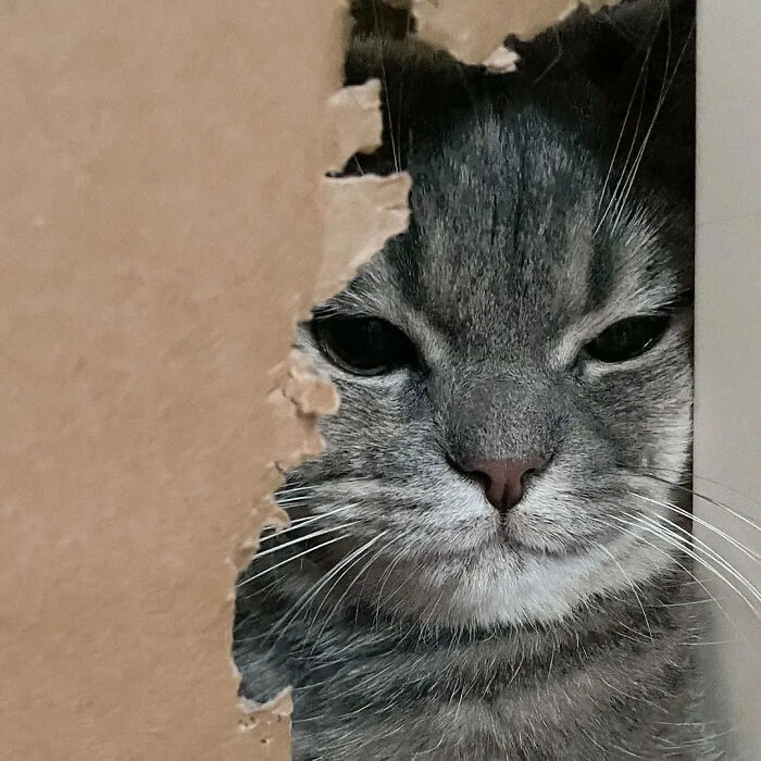 This Instagram Page Shares Random Cat Photos That Will Convince You To Get One (51 Pics)