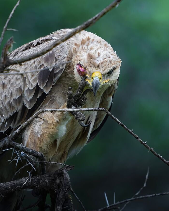 Stunning Wildlife Photography By Alexandra That Brings Us Closer To Nature (40 Pics)-Interview