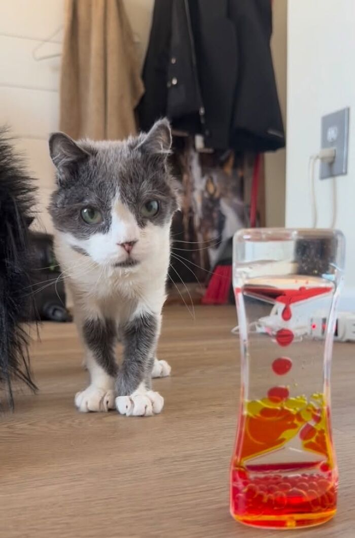 This Tiny Cat Living With A Rare Genetic Condition Was Rescued And Found His Loving Family