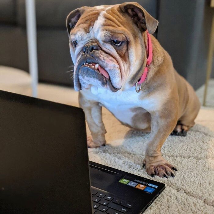 Dogs Working From Home Are Way More Productive (And Way Cuter) Than Us, And These Photos Prove It (51 Pics)