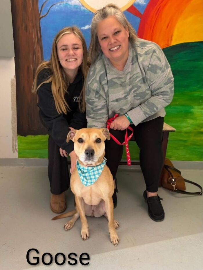 Inspired By AI, This Shelter Created An Event Where Dogs Choose Their Humans—and People Can’t Get Enough (42 Pics + 1 Video)