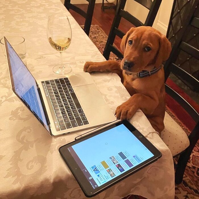 Dogs Working From Home Are Way More Productive (And Way Cuter) Than Us, And These Photos Prove It (51 Pics)