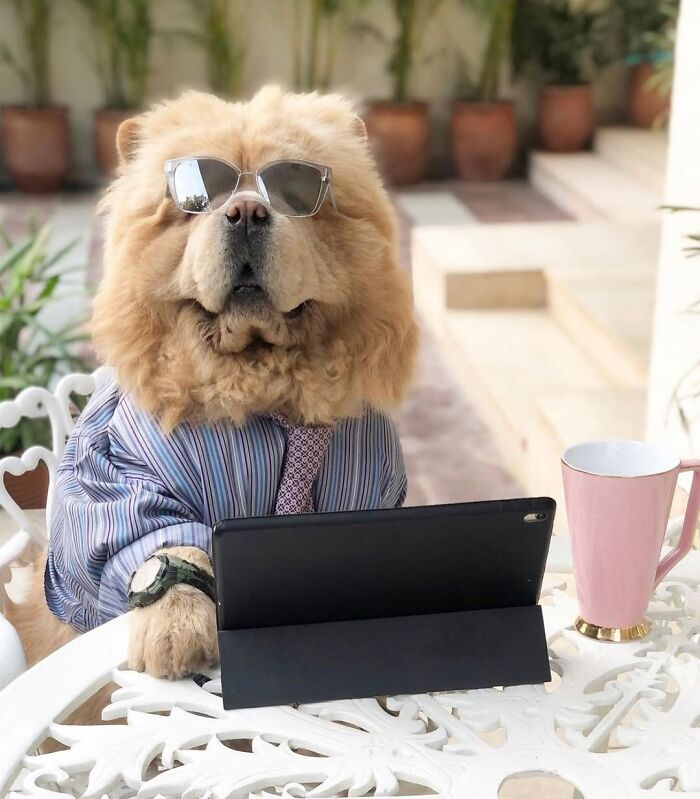 Dogs Working From Home Are Way More Productive (And Way Cuter) Than Us, And These Photos Prove It (51 Pics)