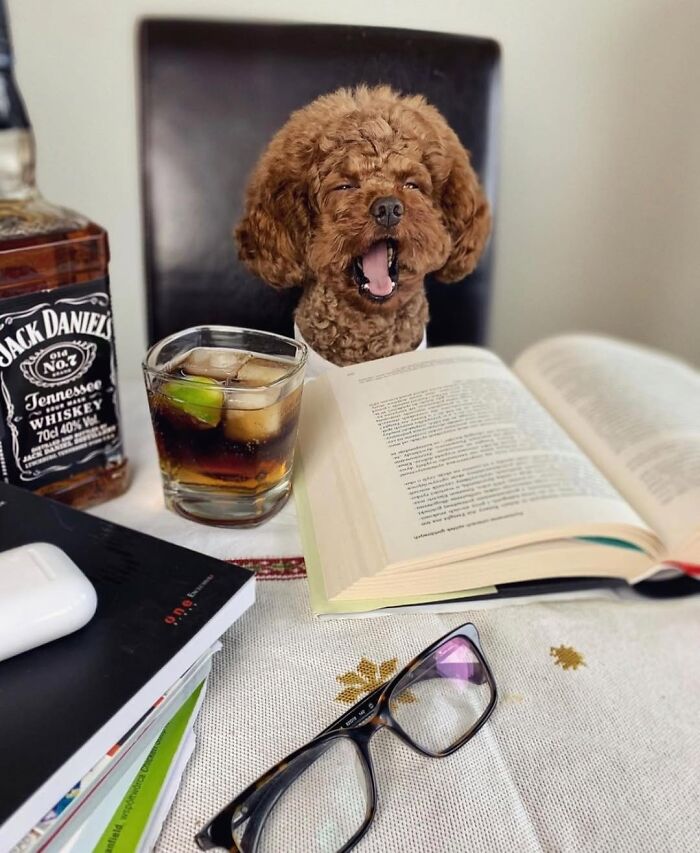 Dogs Working From Home Are Way More Productive (And Way Cuter) Than Us, And These Photos Prove It (51 Pics)