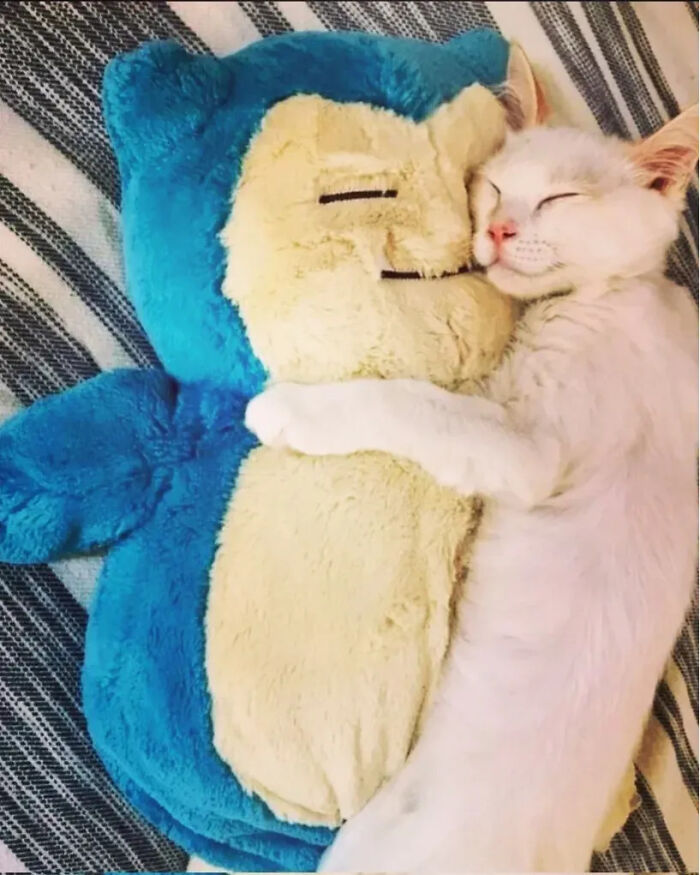 This Instagram Page Shares Random Cat Photos That Will Convince You To Get One (51 Pics)