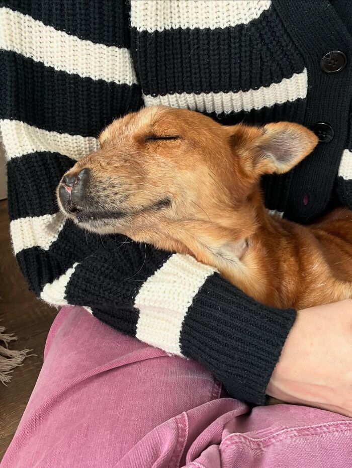 After Surviving Cruelty, This Dog Found Safety, Love, And A Reunion No One Expected