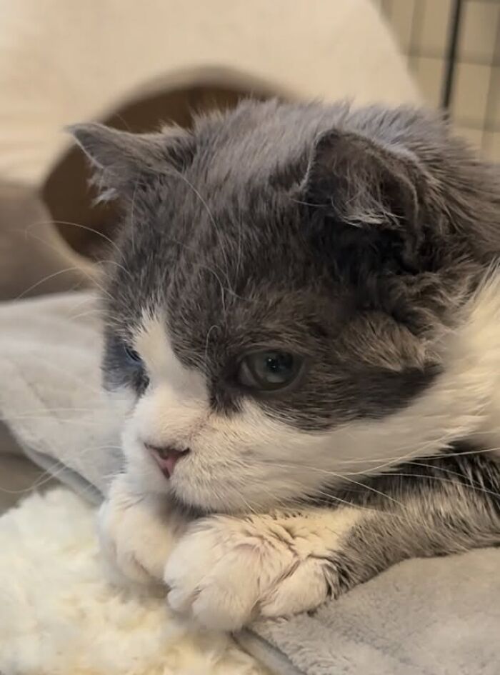 This Tiny Cat Living With A Rare Genetic Condition Was Rescued And Found His Loving Family