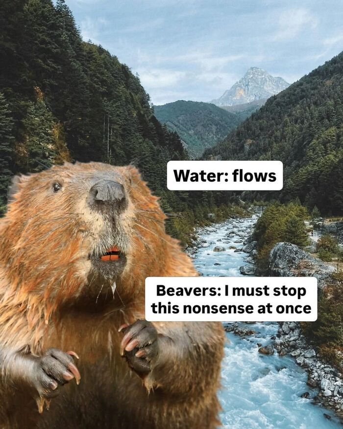 50 Animal Memes So Perfectly Timed They Feel Scripted (But They’re Not)