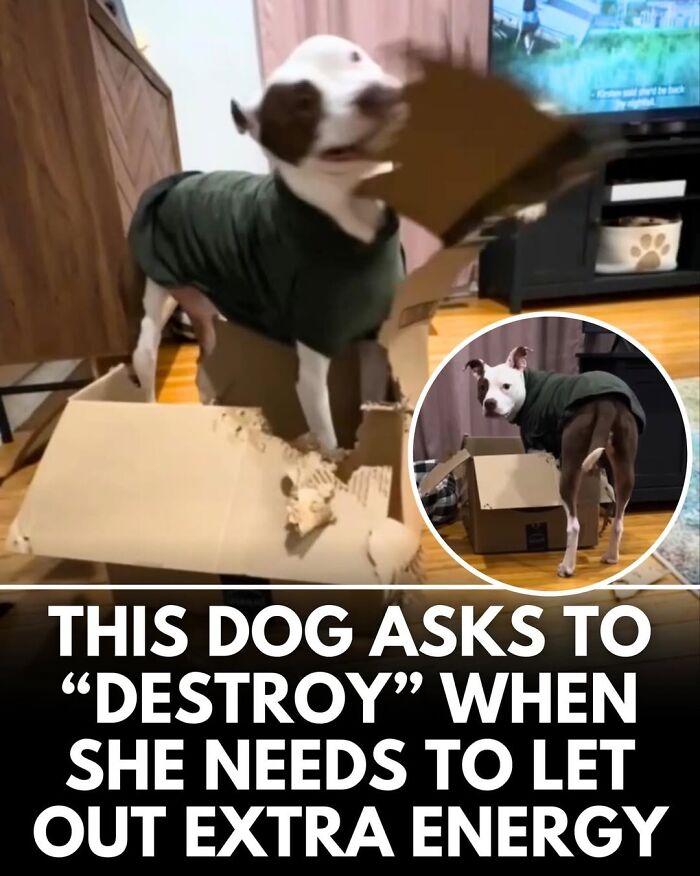 This Instagram Page Shares Incredible Dog Stories That Prove Dogs Truly Make The World A Better Place (50 Pics)