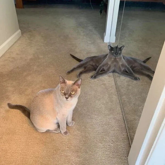 This Instagram Page Shares Random Cat Photos That Will Convince You To Get One (51 Pics)