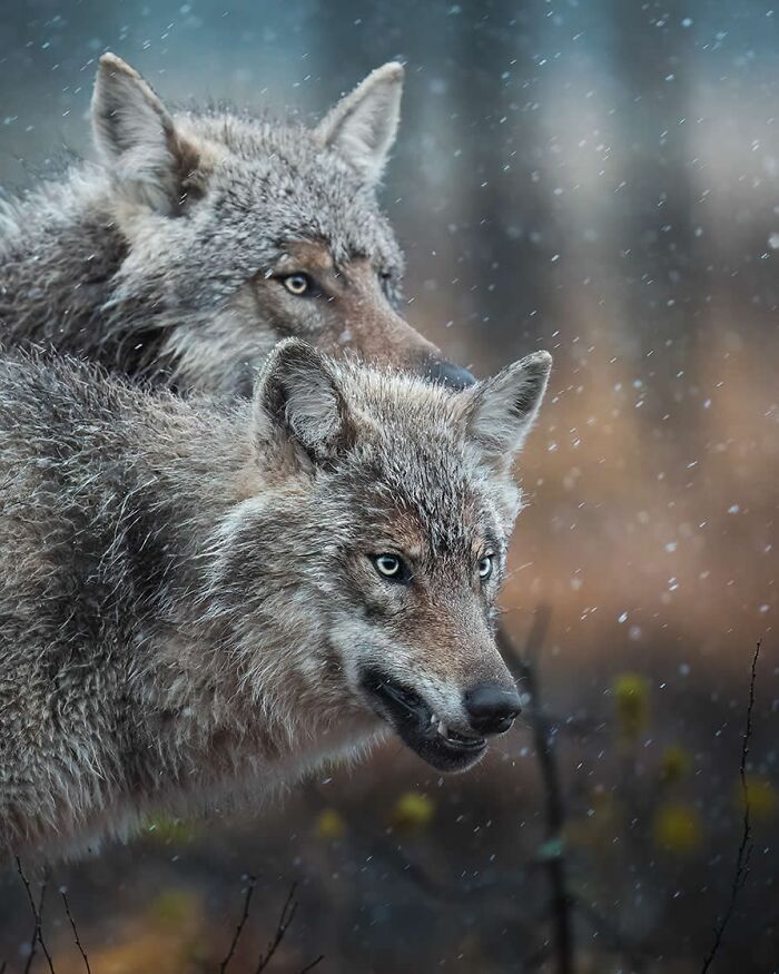 Stunning Wildlife Photography By Alexandra That Brings Us Closer To Nature (40 Pics)-Interview