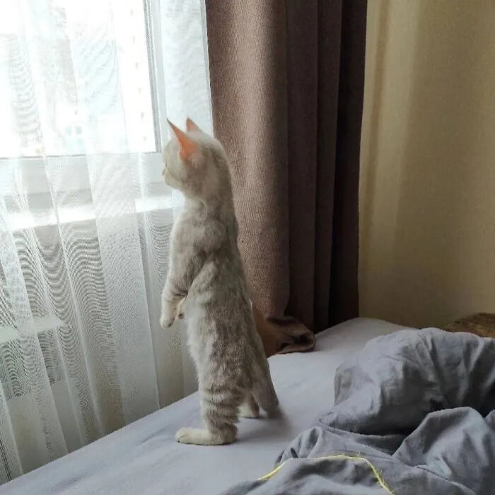 This Instagram Page Shares Random Cat Photos That Will Convince You To Get One (51 Pics)