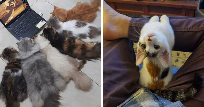 Hilarious “Important Animal Images,” As Shared By This Page Dedicated To All Things Cats (38 New Pics)