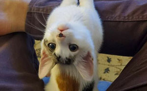 38 Hilarious Cat Moments Caught On Camera, As Shared By “Important Animal Images” (New Pics)