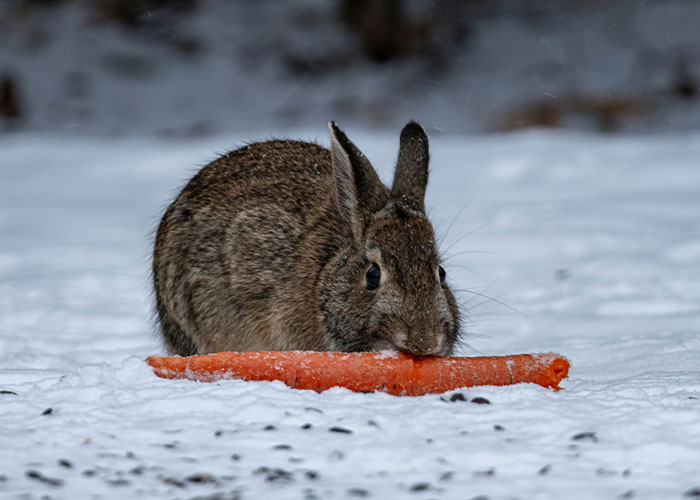Rabbit eating a large carrot in the snow, illustrating one of the fake facts people believed only because of movies.