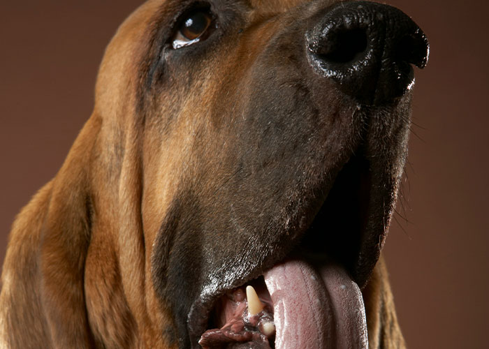 Close-up of a bloodhound dog with its tongue out, highlighting features often misunderstood due to fake facts in movies.