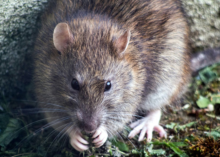 Close-up of a wild rat nibbling food on the ground, illustrating fake facts people believed because of movies.