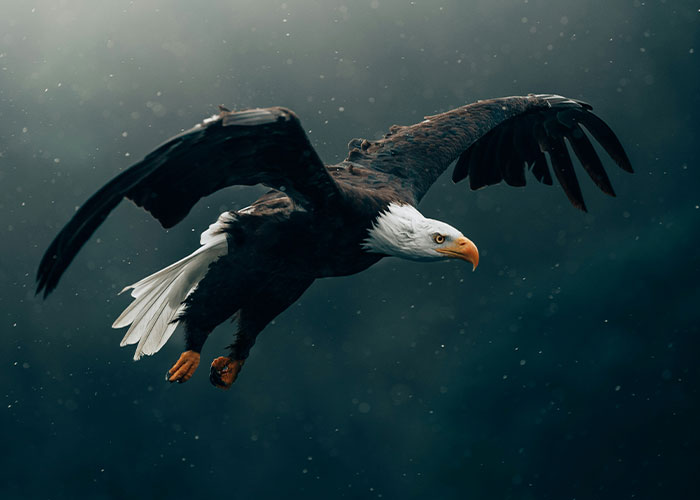 Bald eagle flying with wings spread against a dark background, illustrating fake facts people believed from movies.
