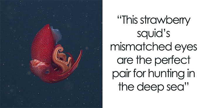 30 Alien-Like Deep-Sea Creatures Documented By MBARI