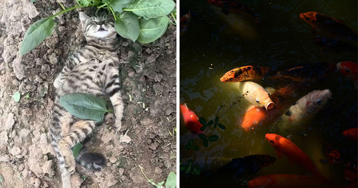 111 Times People Took A Photograph Only To Realize They’d Captured A Renaissance Masterpiece (New Pics)