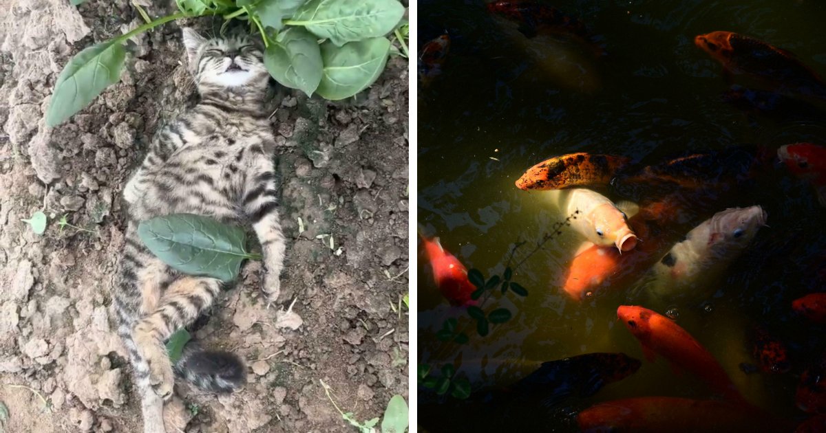 111 Times People Took A Photograph Only To Realize They’d Captured A Renaissance Masterpiece (New Pics)