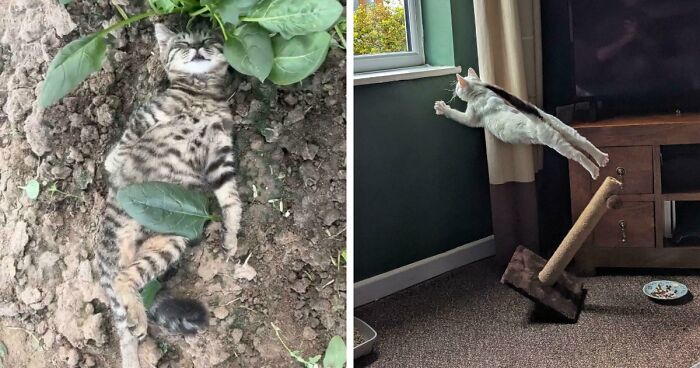 111 Times People Snapped Pics So Beautiful They Ended Up In “Accidental Renaissance” (New Pics)