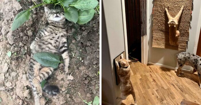 111 Times People Took A Photograph Only To Realize They’d Captured A Renaissance Masterpiece (New Pics)